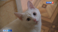 Слабослышащая жительница Твери приютила глухого кота