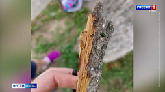 Опасный вредитель поражает деревья в Тверской области