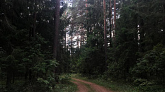 Полиция Тверской области напомнила основные правила безопасности в лесу