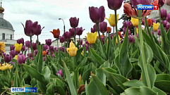 Город расцветает: в Твери высадят более 180 тысяч цветов