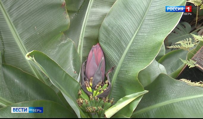 В Ботаническом саду ТвГУ появились первые плоды бананов