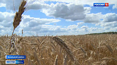 Урожай зерновых в Тверской области превысил уровень прошлого года