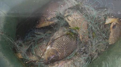 В Вышневолоцком районе браконьеры наловил рыбы на 430 тысяч рублей