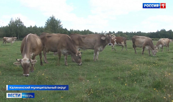 Малым хозяйствам Тверской области компенсируют затраты на обновление молочного стада 