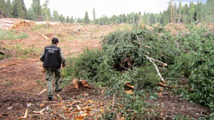 В Сонковском районе 55-летнего мужчину насмерть придавило дерево