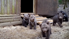 В Центре спасения под Торопцем медвежата-сироты занялись видеосъемкой 