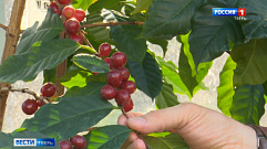В Зеленом доме Ботанического сада в Твери созрели ягоды кофе