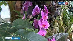 В Ботаническом саду ТвГУ открылась выставка уникальных орхидей