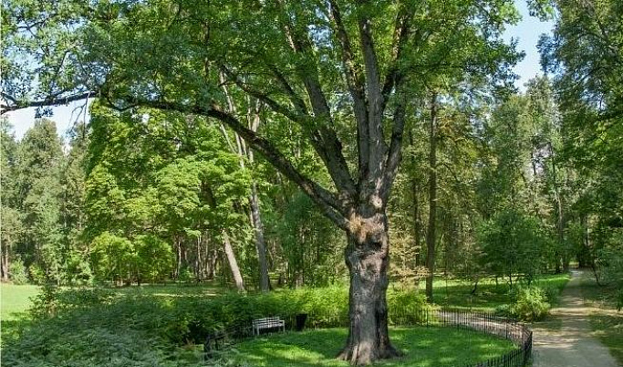 Жители Тверской области могут проголосовать в рамках конкурса «Европейское дерево года-2022»
