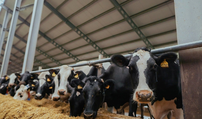 В Тверской области заготовили 182,2 тысяч тонн корма для животноводства на зимний период