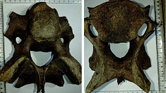 Кости древнего носорога нашли в Тверской области