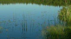 В озере Деминец Тверской области утонул мужчина
