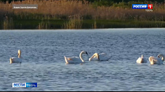 На озере в Лихославльском районе поселились лебеди