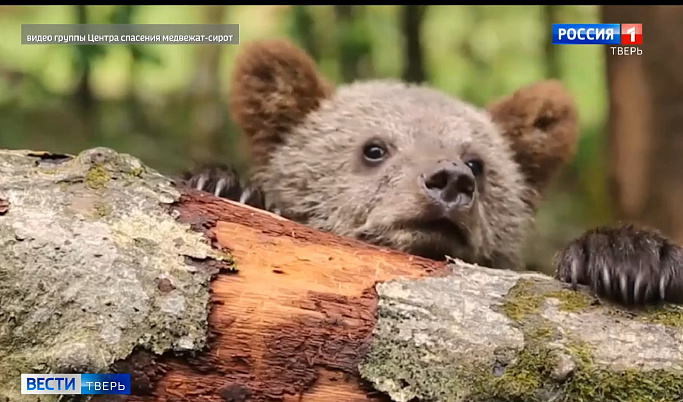 В Центре спасения медвежат под Торопцем показали видео из жизни подопечных