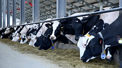 Сельхозпредприятия Тверской области в 2022 году нарастили объемы производства молока