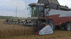 Первые пять районов Тверской области приступили к уборке озимой пшеницы