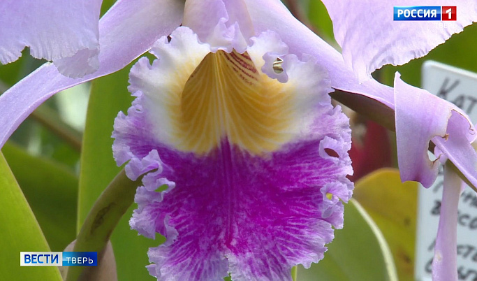 В Ботаническом саду ТвГУ расцвела «королева орхидей»