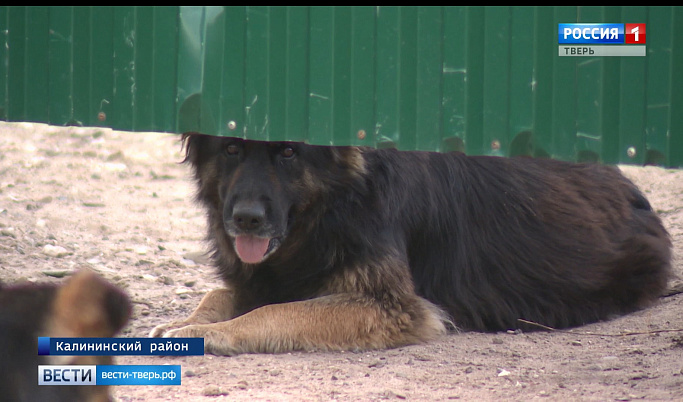 В Тверской области участились случаи нападения бездомных собак на людей                                                          