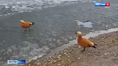 Оранжевые утки поселились на одном из водоемов Тверской области