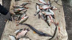 Житель Тверской области незаконно наловил более 100 рыб