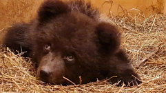 Больше 1,5 тыс. км от дома: в Тверскую область привезли еще одного медвежонка-сироту
