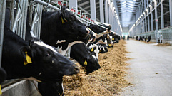 В текущем году в Тверской области производство молока выросло на 15%