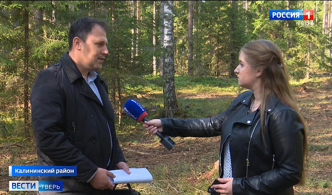 В Тверской области продолжается борьба с «черными лесорубами»