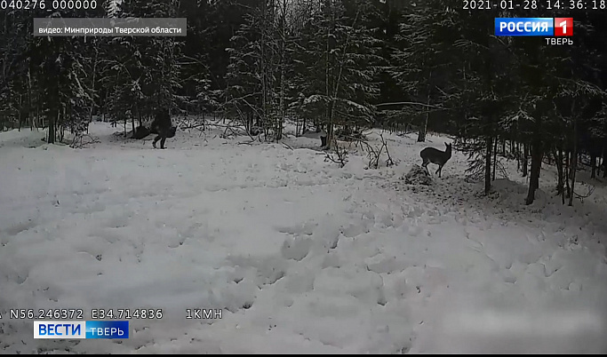 Более двадцати благородных оленей выпустили на волю в Тверской области