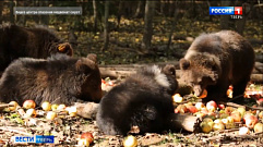 Пужа из Торопецкого центра спасения подружилась с другими медвежатами