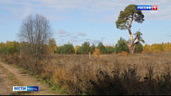 Знаменитая сосна из Тверской области может стать деревом года в России