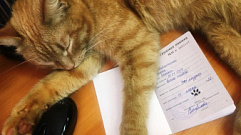 Кота устроили на работу в Тверской области