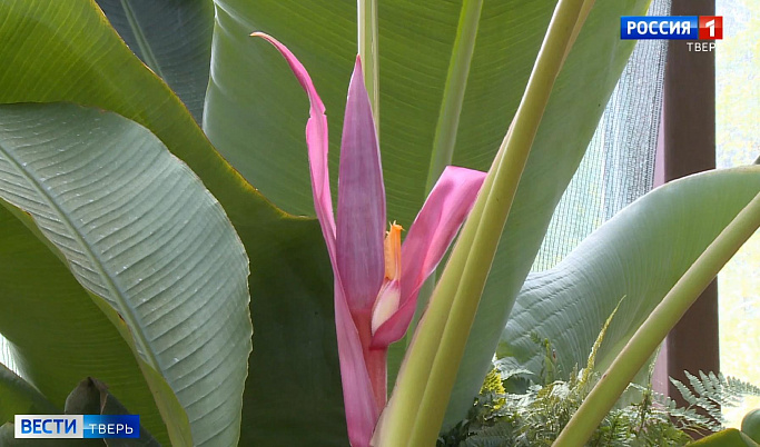 В Ботаническом саду ТвГУ впервые зацвел «гламурный» банан