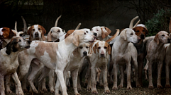 СК проверит сообщения об агрессивных собаках в поселке Аввакумово под Тверью