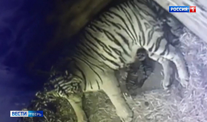 Переехавший в Нижегородский зоопарк тверской тигр стал папой