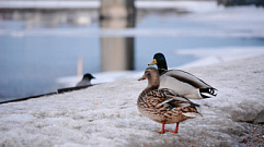 Жителей Твери и области призывают позаботиться о птицах в зимний период