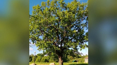 200-летний дуб из усадьбы «Домотканово» может стать «Российским деревом года-2023»