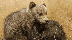 Двум медвежатам из Псковской области дали сказочные имена