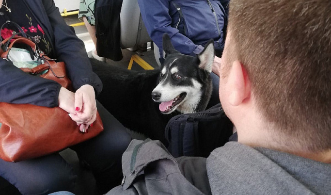 В Твери собака ищет хозяина в автобусах