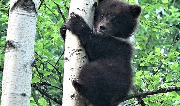 Центр спасения медвежат-сирот в Тверской области поделился историей про Пужу