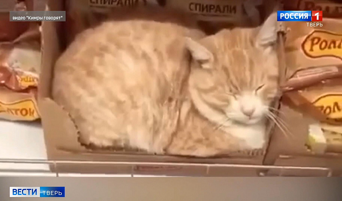 Жителей Кимр умилил кот, спящий в магазине на полке с продуктами