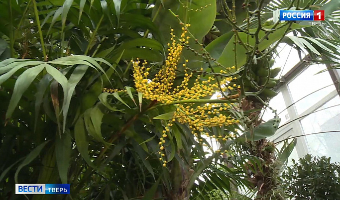 В Ботаническом саду ТвГУ зацвела необычная пальма