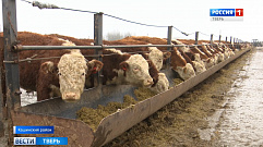 В Кашинском районе развитие мясного животноводства выходит на новый уровень
