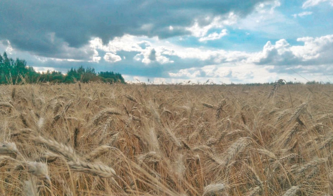 В 2023 году в Тверской области озимыми зерновыми культурами засеяно более 22 тысяч гектар