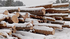 Житель Тверской области незаконно нарубил 238 деревьев на 250 тысяч рублей