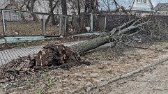 Сильный ветер повалил деревья в Тверской области