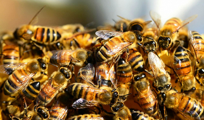 Тверским пчелам проводят диагностику заболеваний