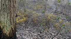 Минлес Тверской области рассказало о лесопожарной обстановке в регионе