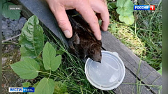 В Тверской области сотрудники МЧС спасли маленькую птицу