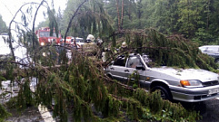 В Тверской области на трассе на автомобиль упало дерево