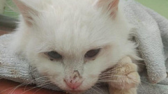 В Твери отданный в добрые руки кот умер от внутренних травм и переломов
